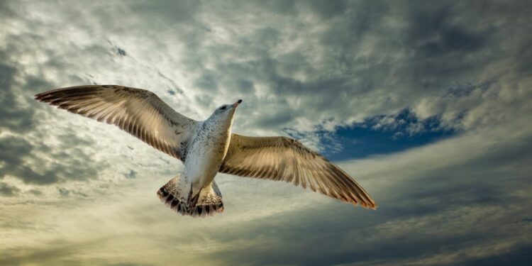 Study Finds Unexpected Impact of Offshore Wind Turbines on Seabirds